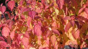 Cornus Winter Beauty