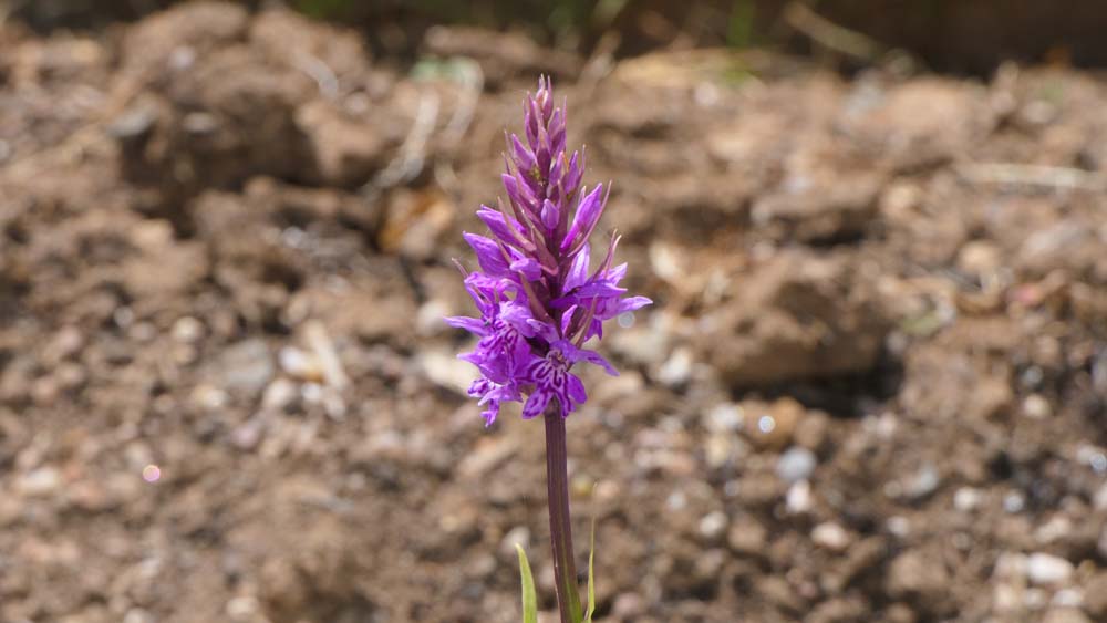 Dact Fuchsii Dactylorhiza fuchsii