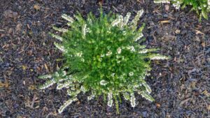 Erica x darleyensis Silberschmelze Erica x darleyensis Silberschmelze