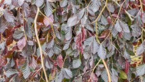 Fagus sylvatica Black Swan
