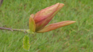 Magnolia Daybreak
