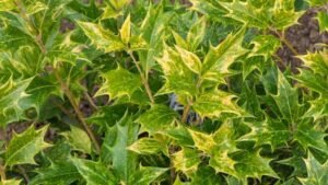 Osmanthus heterophyllus Goshiki