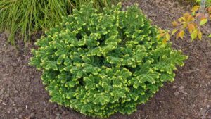 Abies balsamea Hudsonii