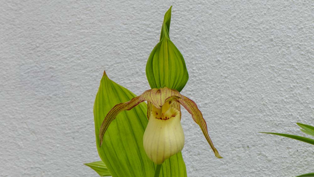 Cypripedium fasciolatum