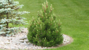 Pinus heldreichii Compact Gem Pinus heldreichii Compact Gem
