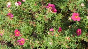Potentilla Bella Bellissima