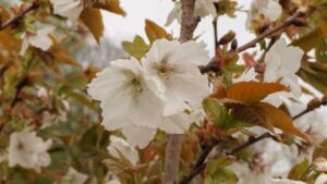 Prunus serrulata Tai Haku