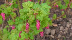 Ribes Pulborough Scarlet