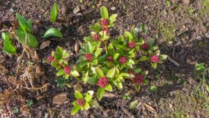 Skimmia japonica Red Dwarf