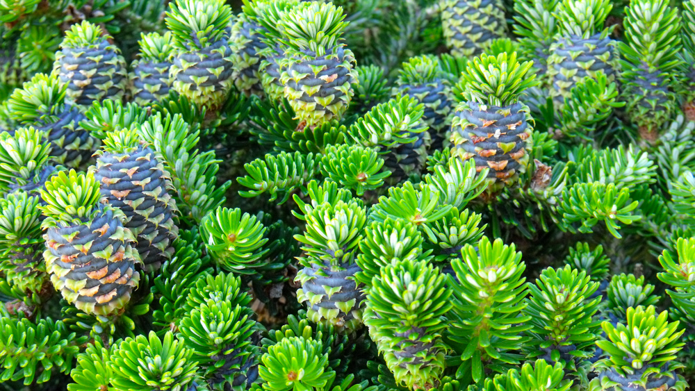 Abies koreana (eng1-12-7-9) Abies koreana