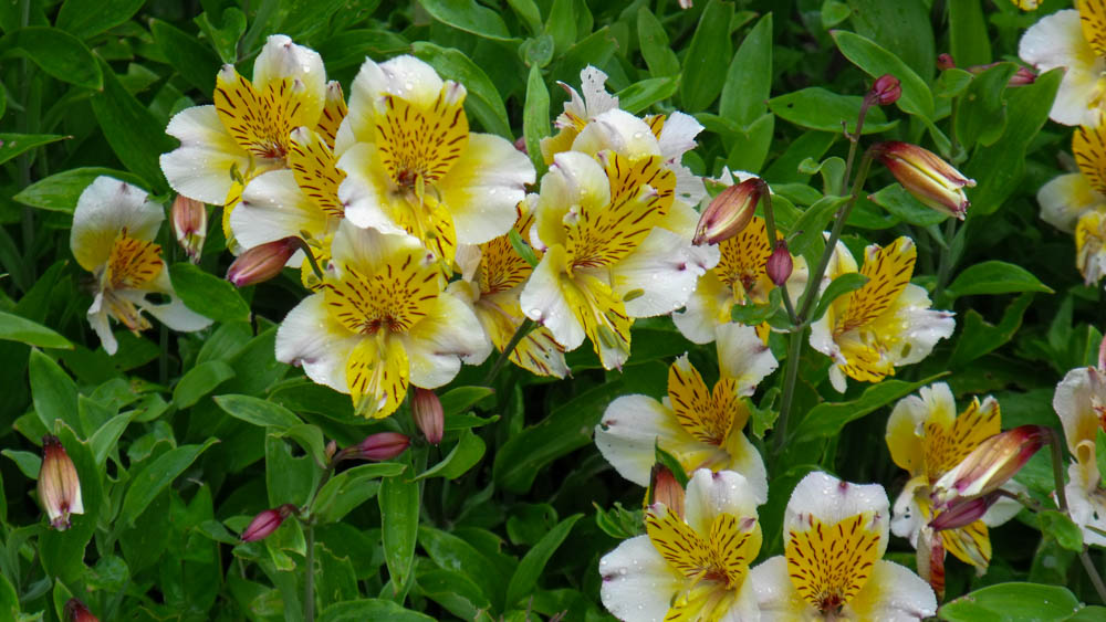 Alstroemeria Hatch Hybrid Alstroemeria Hatch Hybrid