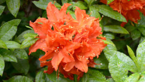 Azalea Hotspur