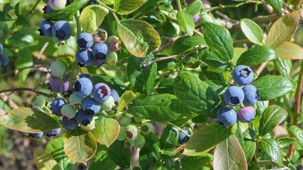 Blueberry_