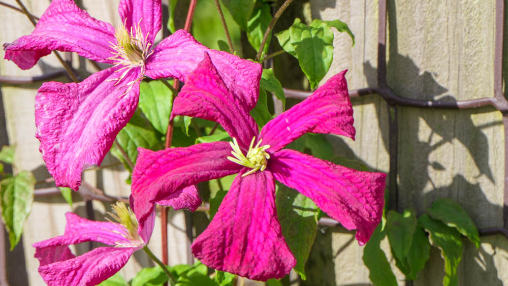 Cleamtis Madame Julia Correvon Clematis Madame Julia Correvon