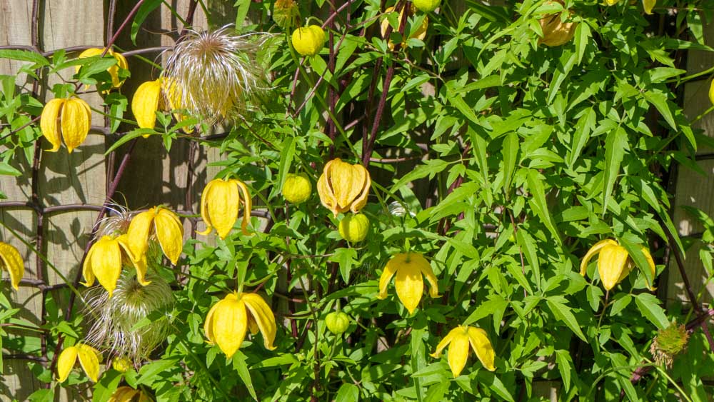 Cleamtis orientalis Bill Mckenzie Clematis Bill McKenzie