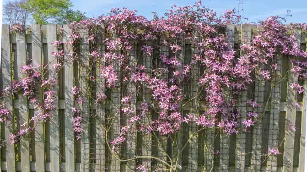 Clem mont Warwickshiire Rose (3) Clematis mont. Warwickshire Rose