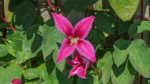 Clematis Princess Diana (2)