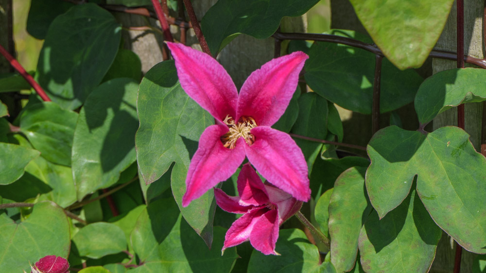 Clematis Princess Diana (2) Clematis Princess Diana