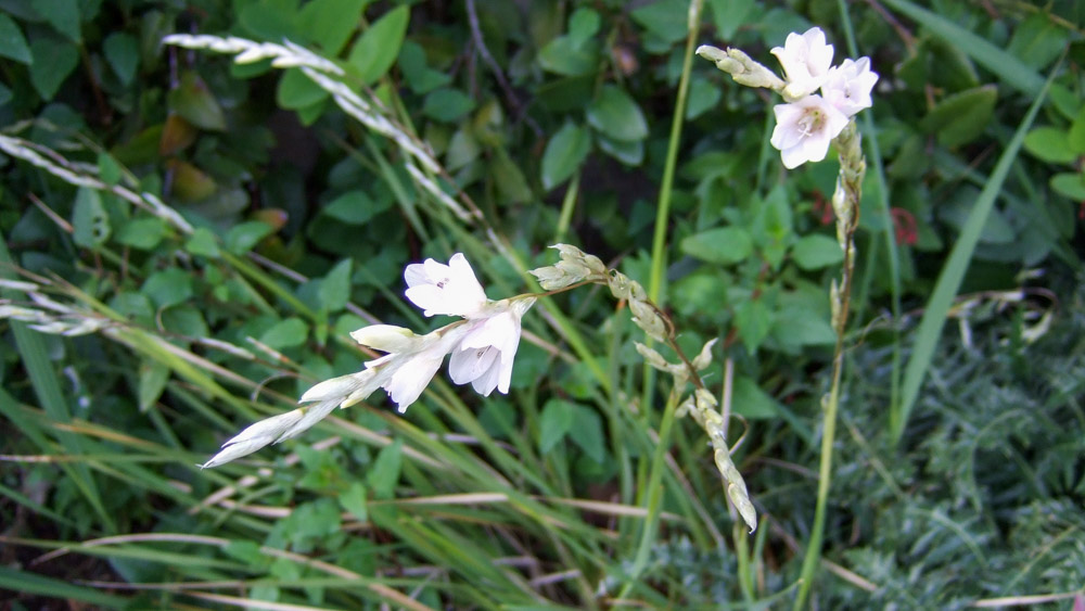 Diarama Cultivar (ebg1) Dierama Cultivar