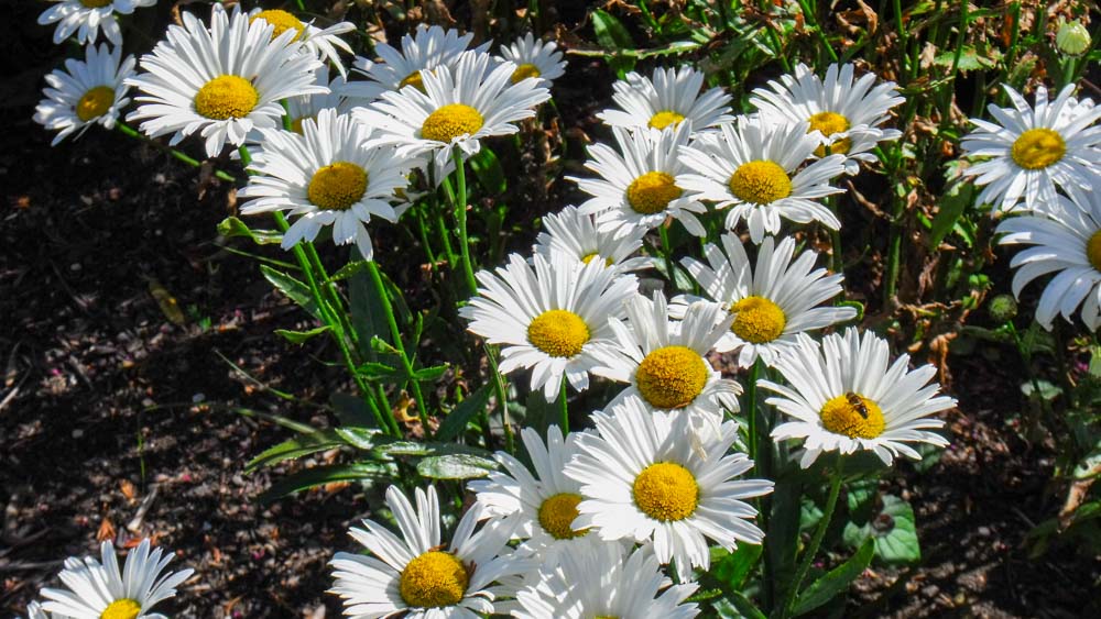Leuc vulgare Silver Queen1(ebg08-09) Leucanthemu vulgare Silver Queen