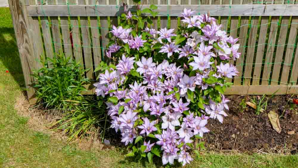 Clematis Samaritan Jo Boulevard