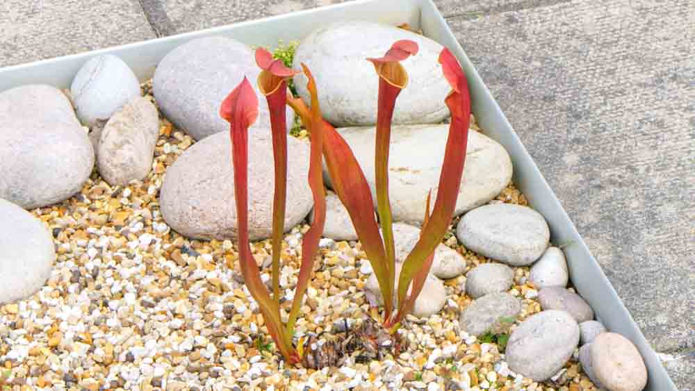 Sarracenia Tygo