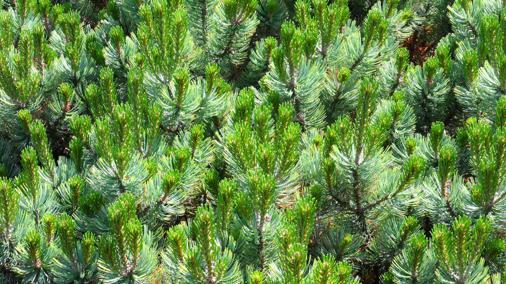 Pinus culminicola (ebg1-12-7-9) Pinus culminicola