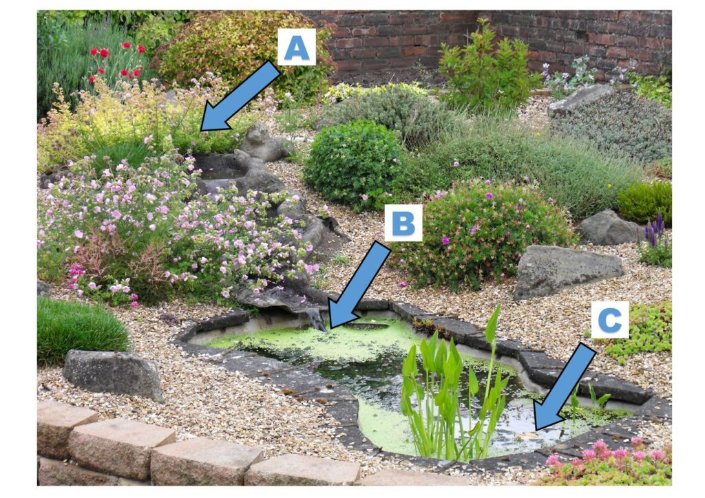 Pond with arrows