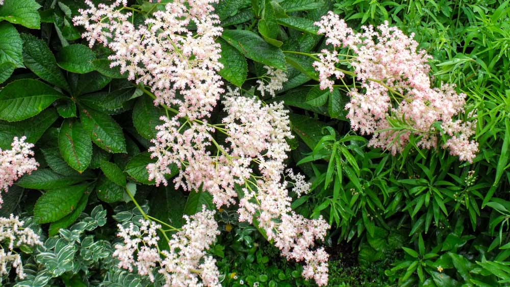 Rodgersia pinnata Rodgersia pinnata