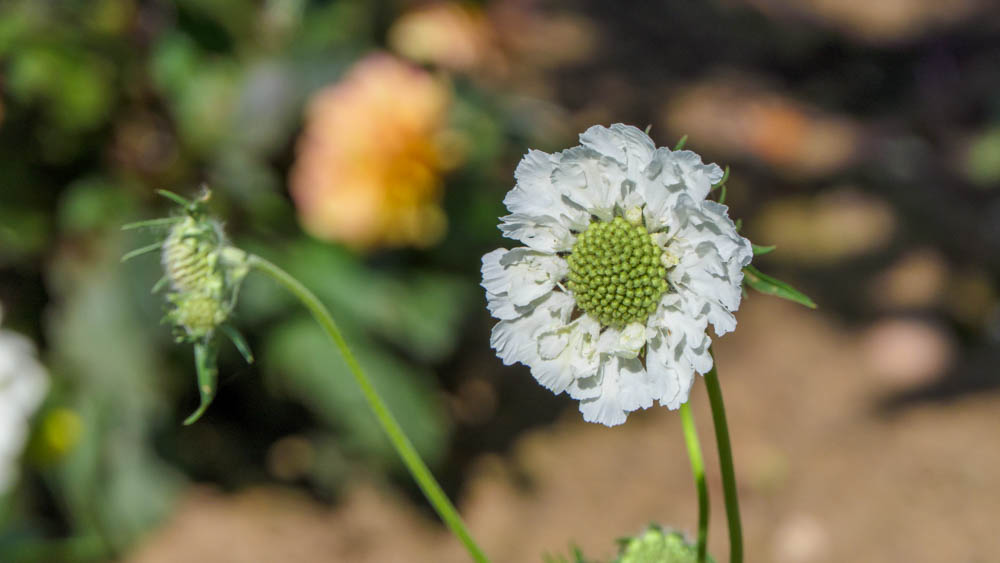 Scabiosa caucasica Perfecta Alba Scabiosa-caucasica-Perfecta-Alba