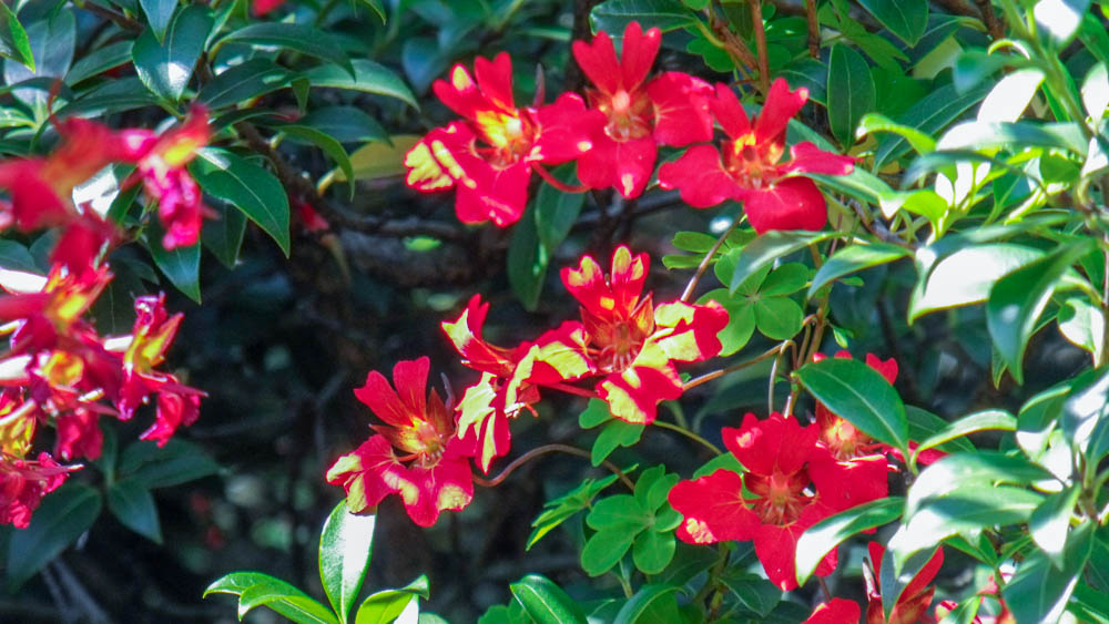 Tropaeolum speciosum (ebg1-12-7-90 Tropaeolum Speciosum