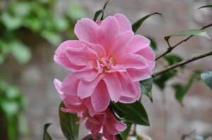 Camellia donation