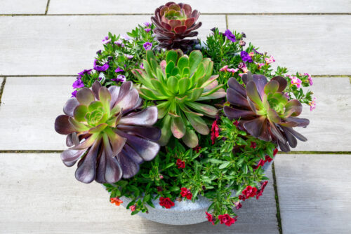 Aeoniums in pot (1 of 1)