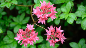 Azalea Homebush