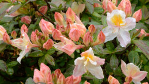 Azalea Silver Slipper