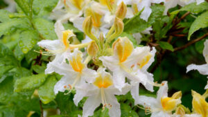 Azalea Snowdrift