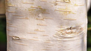 Betula jacquemontii