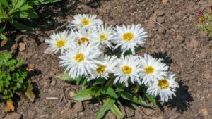 Chrysanthemum Belgian Lace