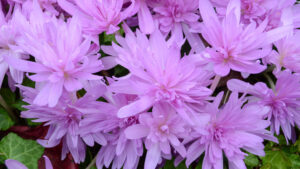 Colchicum Waterlily