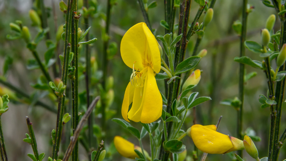 Cytisus wold Cytisus wold