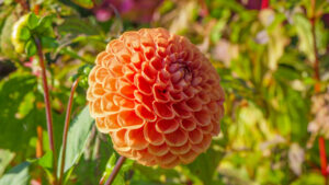 Dahlia Cornell Bronze