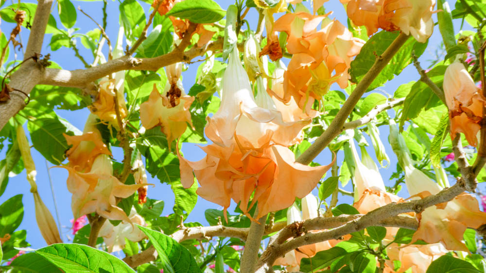 Datura in Italy Datura in Italy