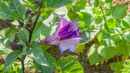 Datura metel