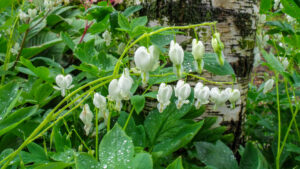 Dicentra langtrees