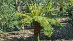 Dicksonia antartica