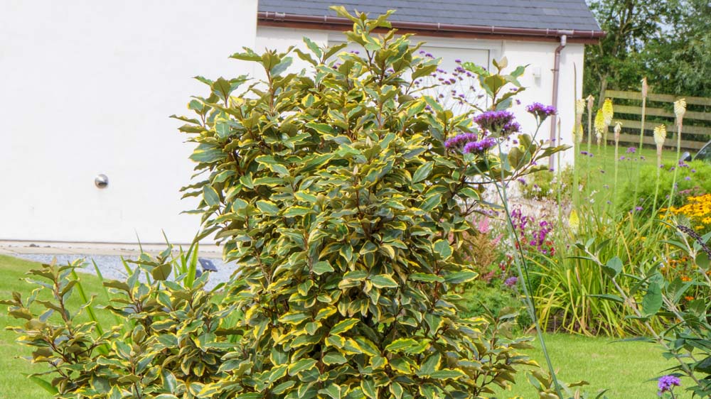 Eleagnus ebbingei Gilt Edge Eleagnus ebbingei Gilt Edge