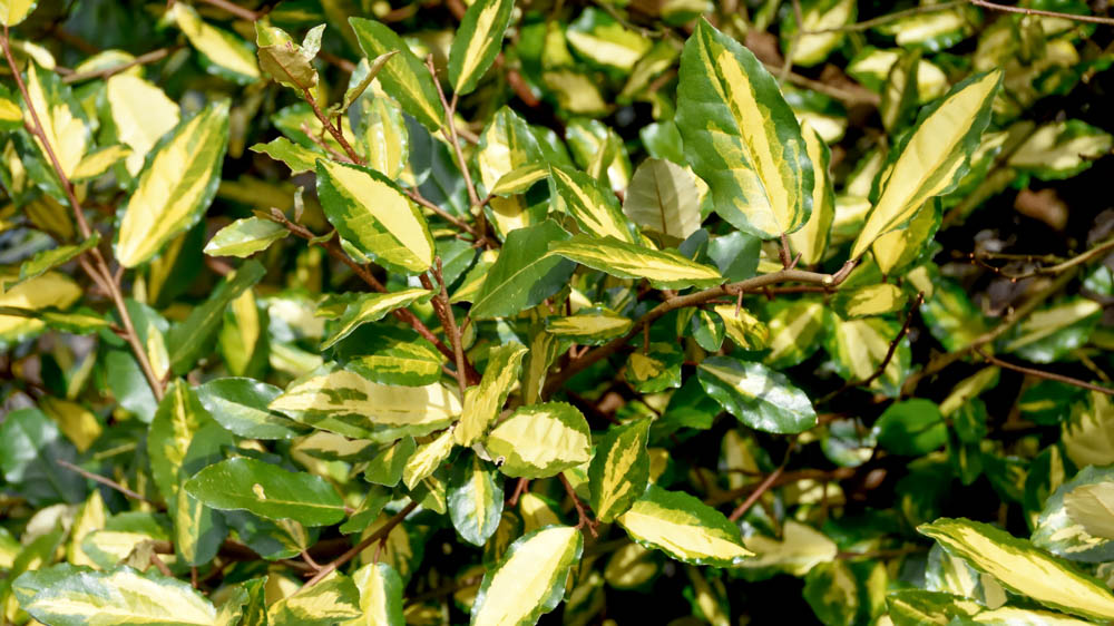 Eleagnus pungens maculata Eleagnus pungens maculata