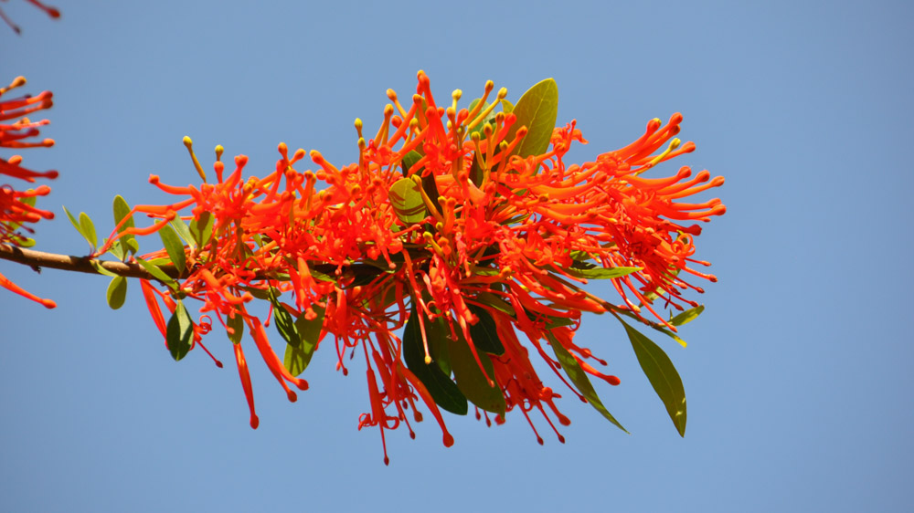Embothrium coccineus (5) Embothrium coccineus