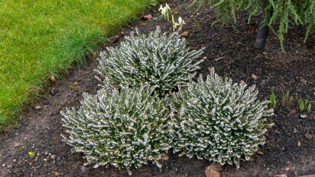 Erica x darleyensis Silberschmelze