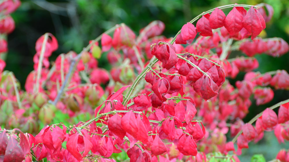 Euonymus alatus Euonymus alatus (Autumn colour)